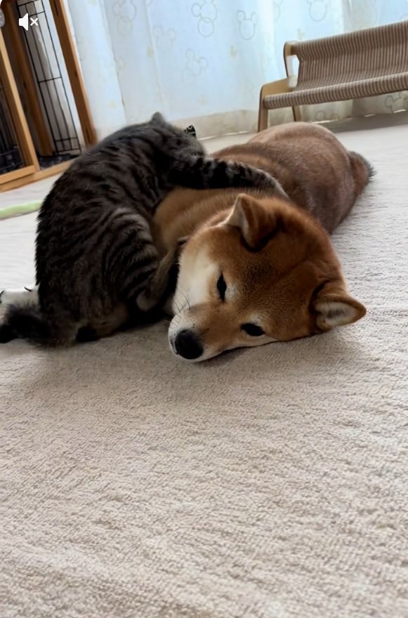 なすがままのあんずちゃん