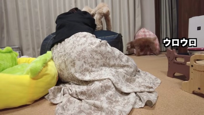 落ち着かない虎太郎くん