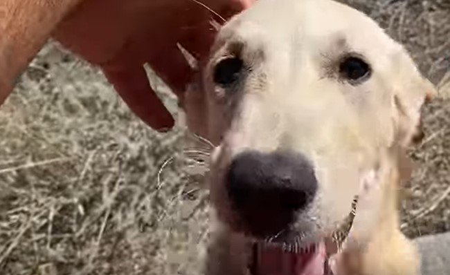 運転席の横に顔を出す犬