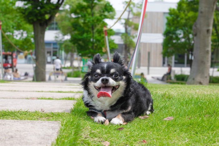 芝に伏せて休憩するチワワ