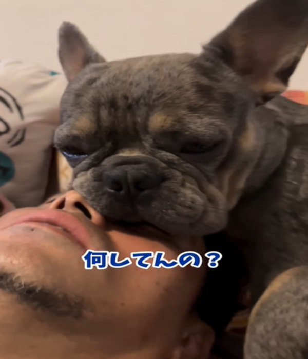 あごを乗せる犬1