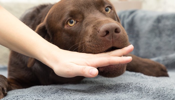 人の手をかむ茶色い大型犬