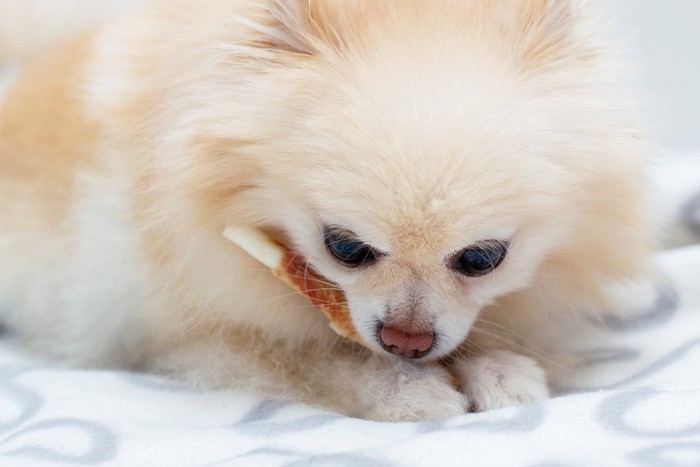 おやつを食べる犬の顔のアップ