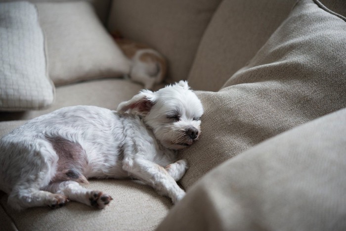 ソファで眠る老犬