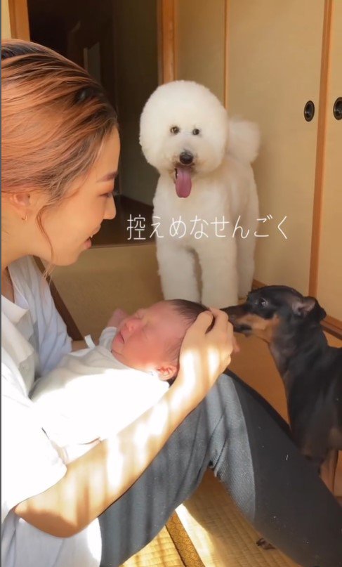 赤ちゃんと愛犬たちの初対面3