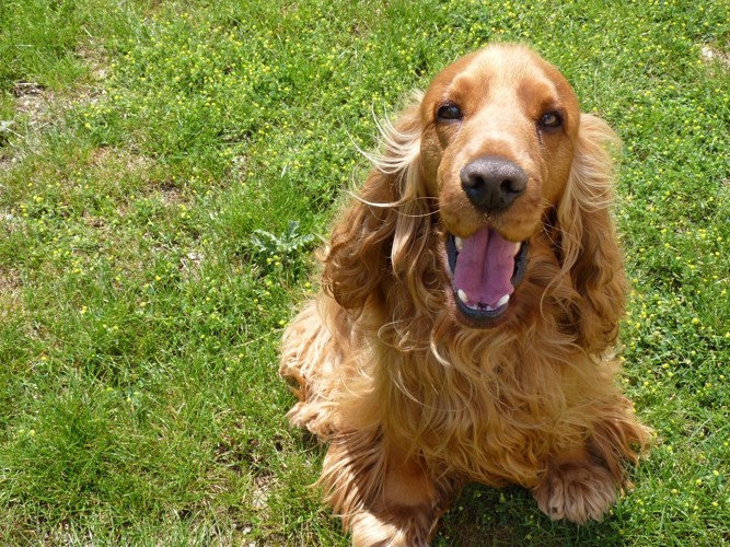 笑顔でこちらを見る犬