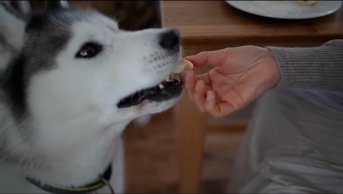 飼い主からスコーンを食べさせてもらう犬