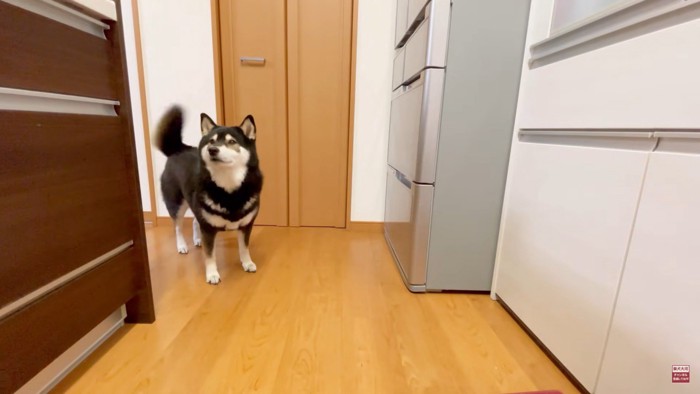 お肉が食べたい大河くん