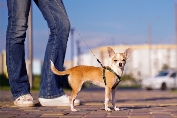 散歩中、立ち止まって見つめる犬