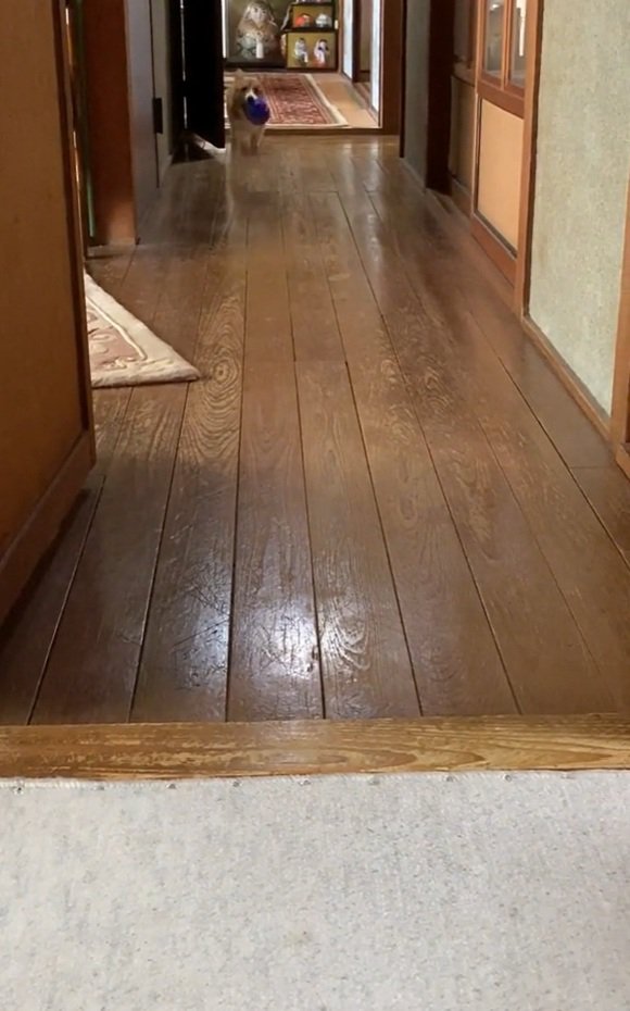 廊下の奥からやってくるロイくん