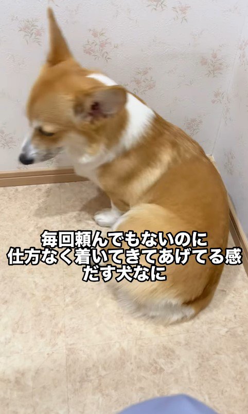 トイレについて来たこまよちゃん2