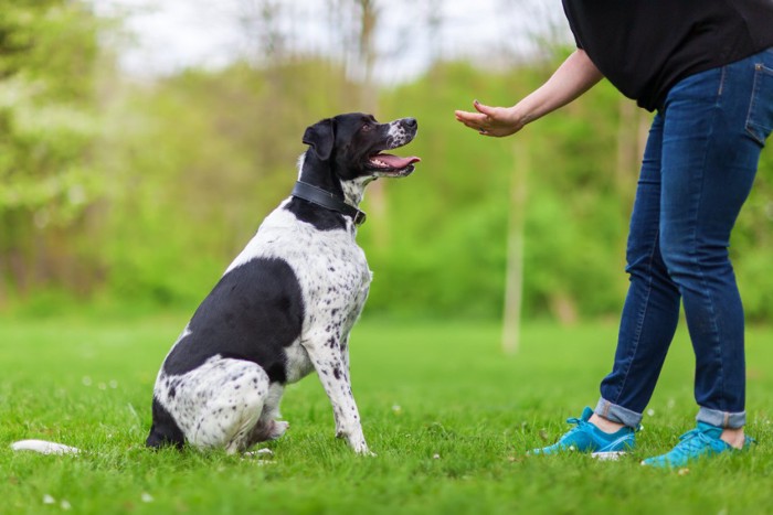 指示を出されて座っている犬