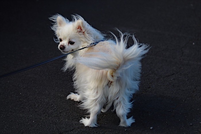 リードを引っ張る犬