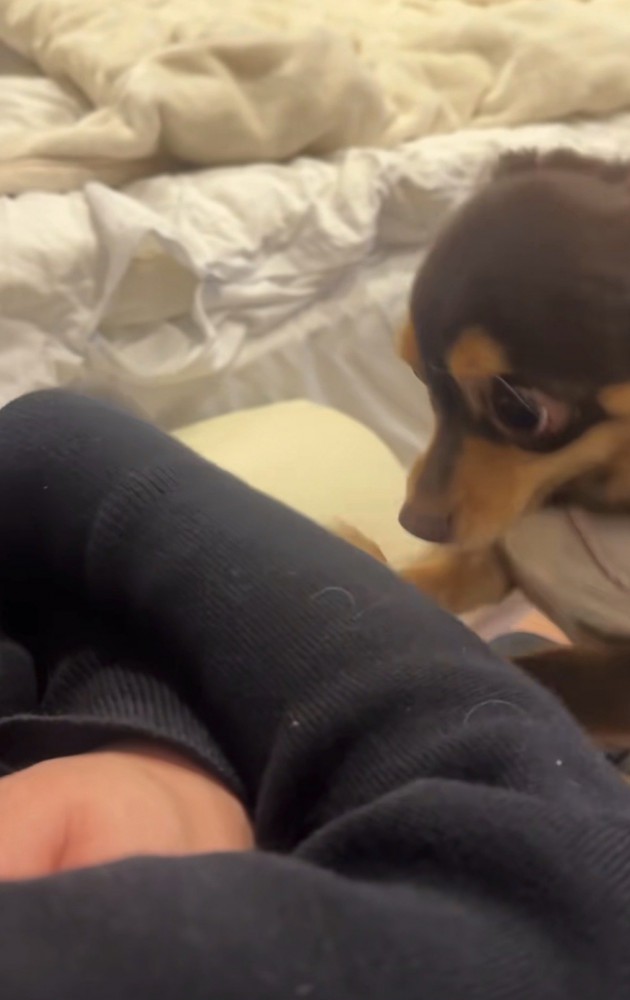 腕に前足をかける犬