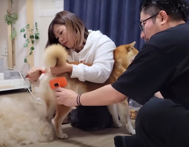 犬をブラッシングする夫婦