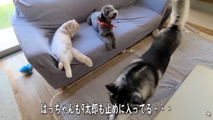 2匹の優しさにほっこり