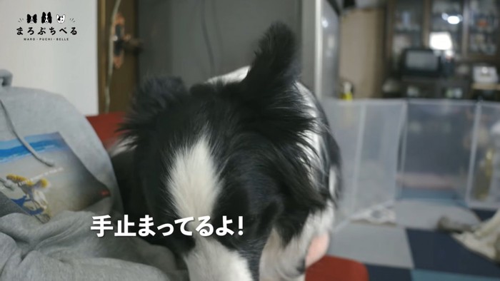 下を向く犬