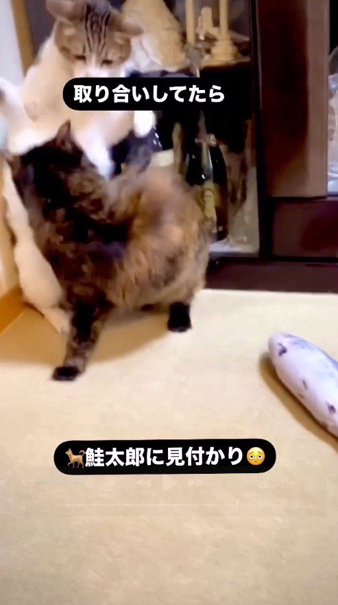 サビ猫にパンチするキジ白猫