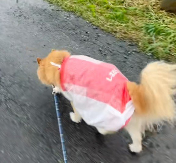 愛犬にもよく似合う…♡