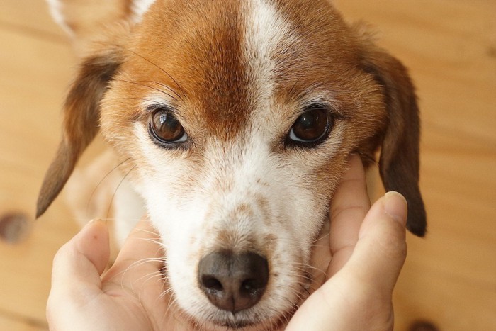 犬の顔に両手を添える