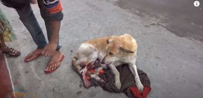 足に深い傷を負った母犬