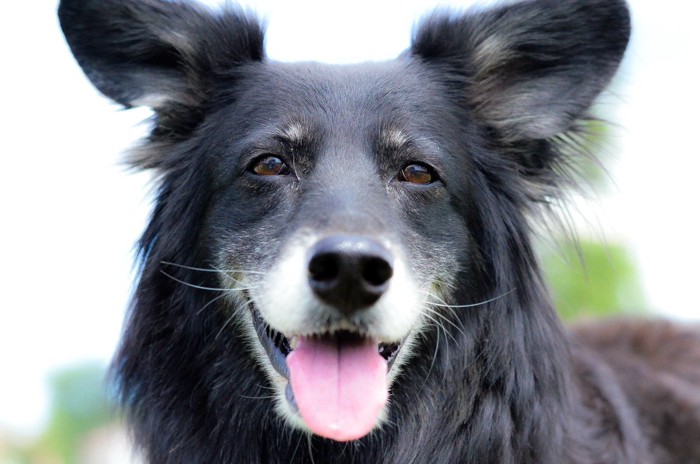 笑顔の黒い犬