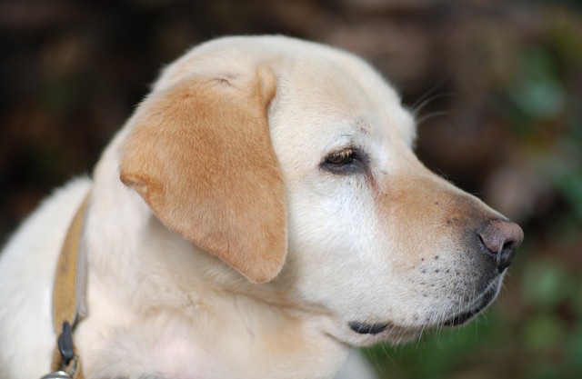 嫉妬している犬