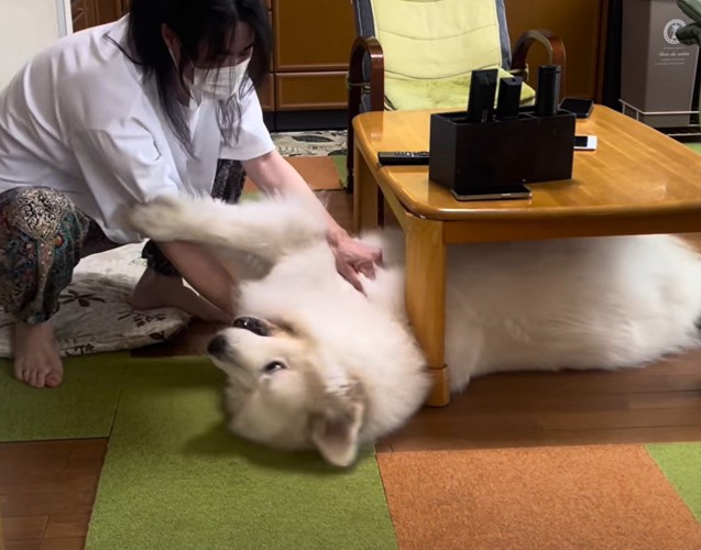 テーブル下から引きずり出される犬