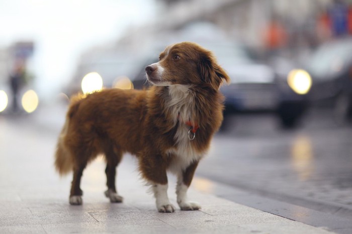 尻尾を下げて街を彷徨う犬