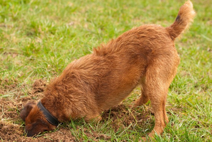 地面を掘る犬