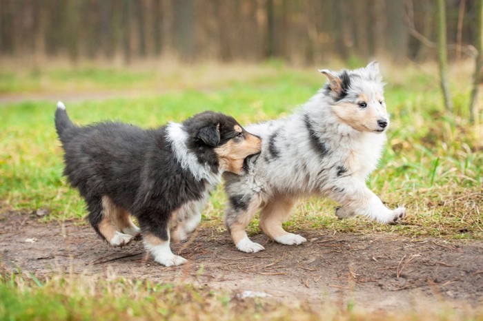 他の犬を噛む犬