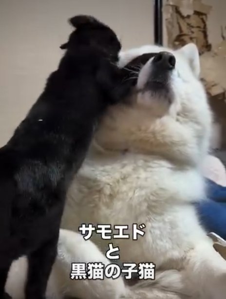 犬にくっつく猫1
