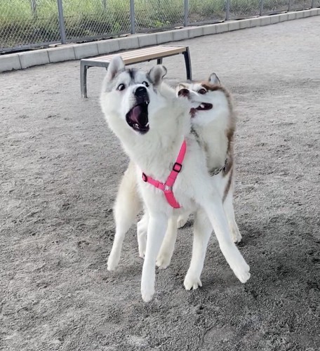 ドッグラン
