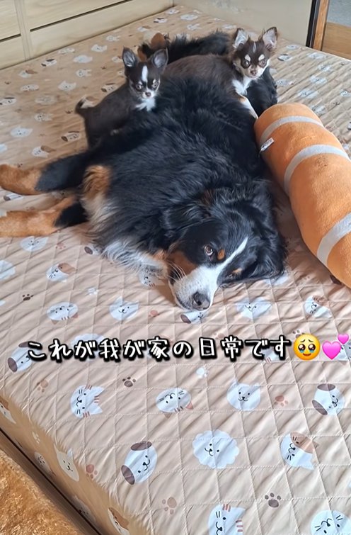 大型犬と小型犬二匹