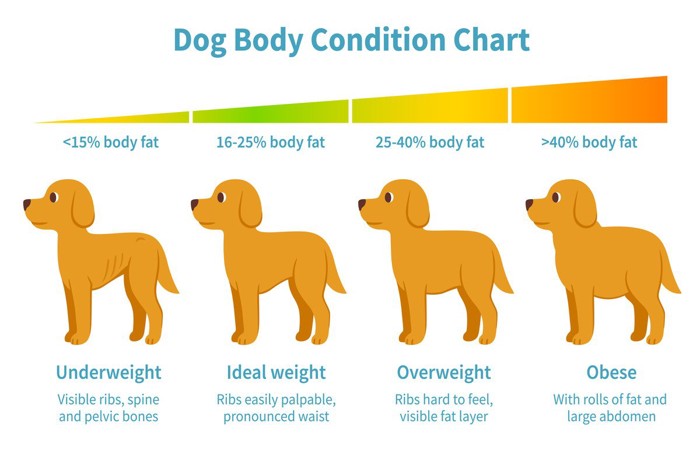 Dog body weight chart