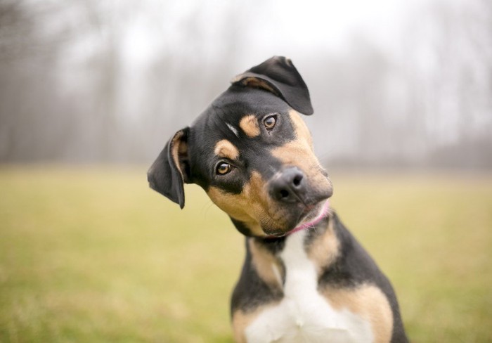 首をかしげる犬