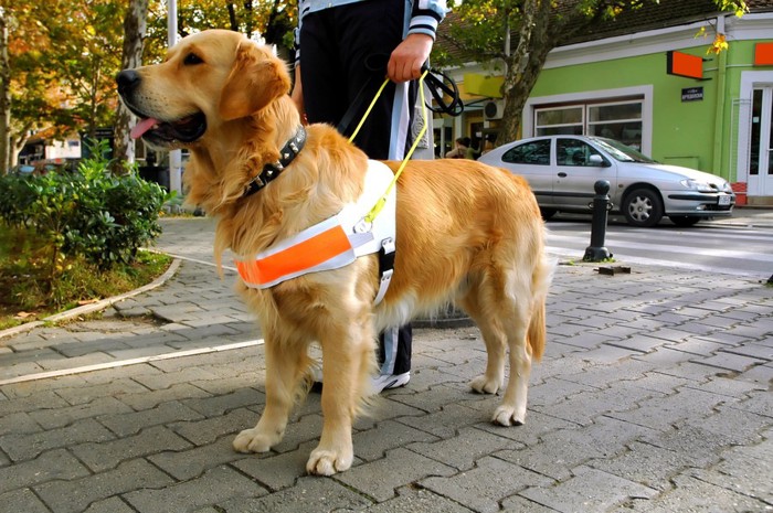 盲導犬と赤いパンツの人