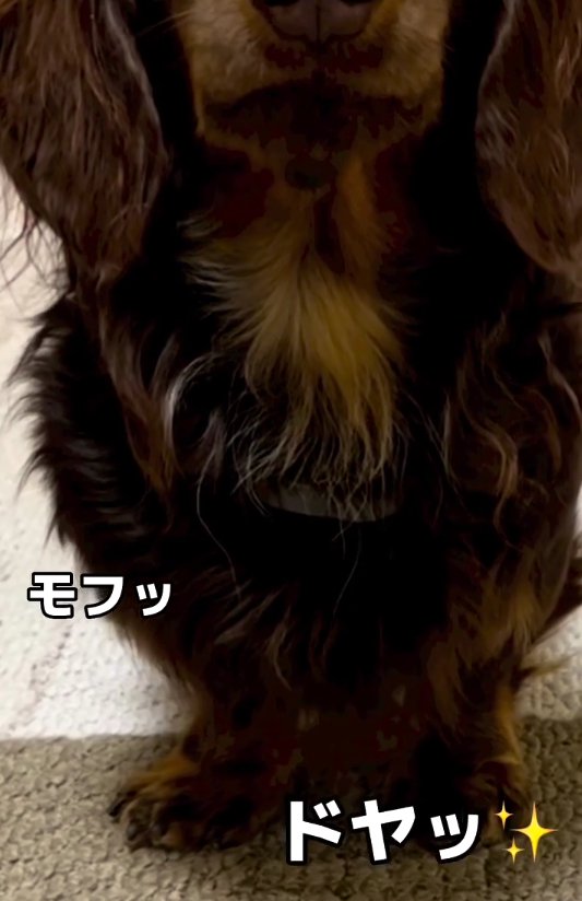 小型犬の胸元