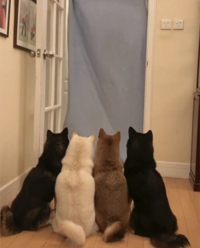 持ち上がった布を見上げる4匹の犬