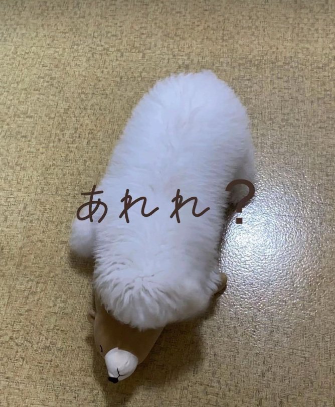 床にふせるむぎ君