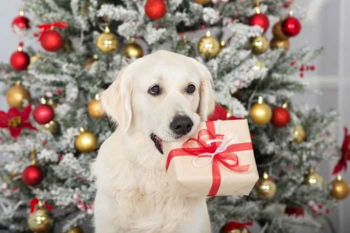 プレゼントの箱をくわえている犬