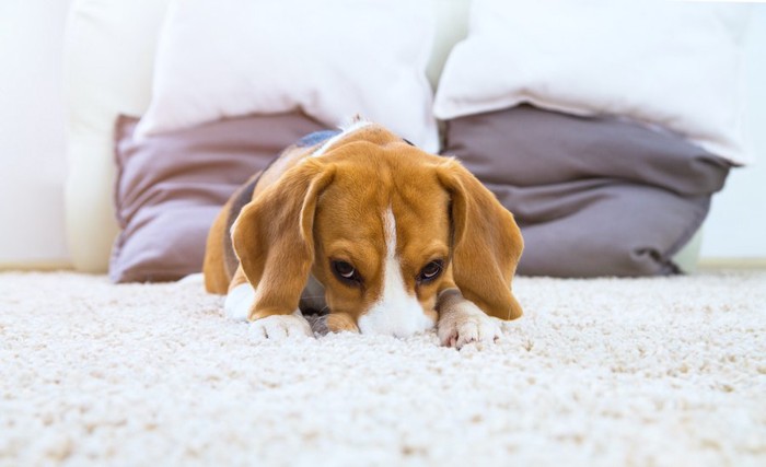 ラグに顔を埋めてフセをする犬