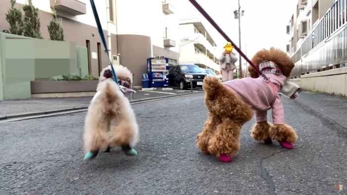 2匹の犬の後姿