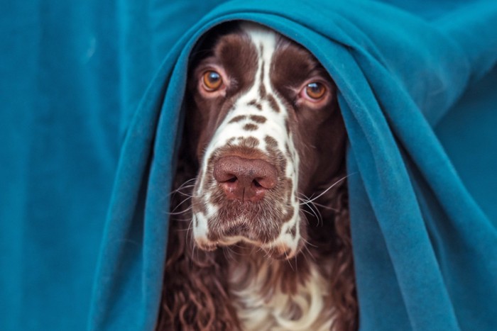 カーテンをかぶる犬