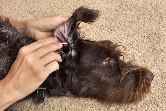 耳掃除をしてもらう犬