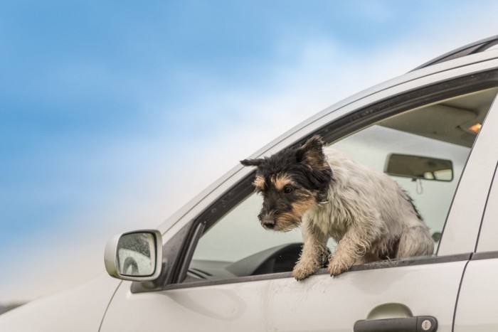 車の窓から身を乗り出す犬