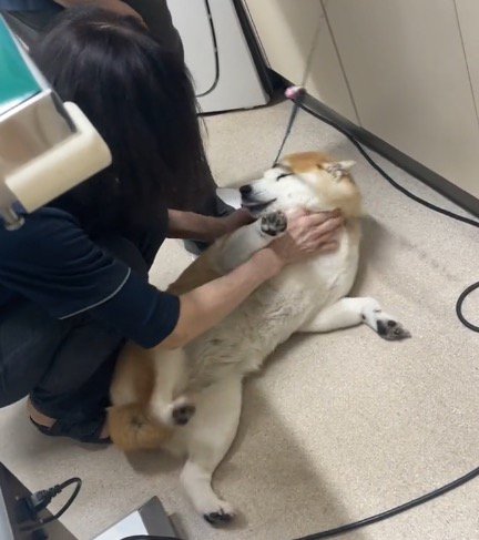女性の獣医の顔を見つめる犬