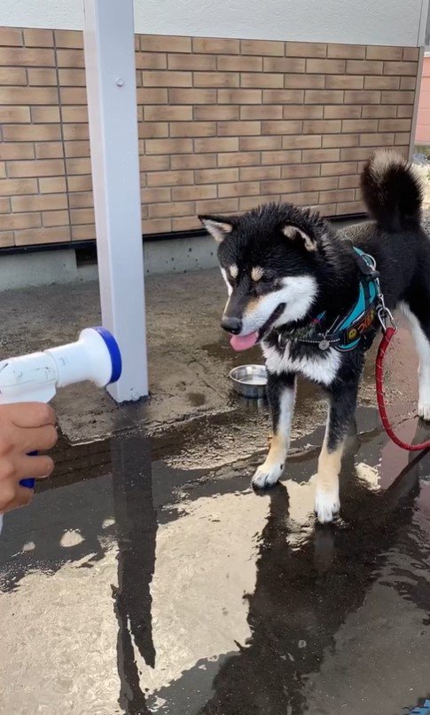 水を食べて遊ぶつくも君