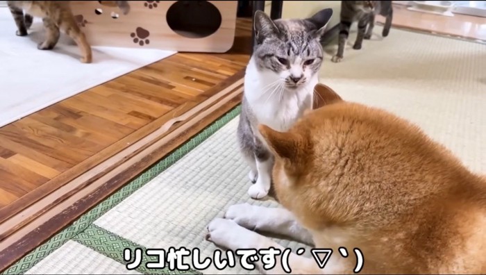 見つめ合う犬と猫