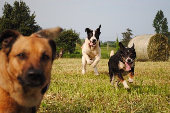 芝生を走ってくる雑種の犬たち